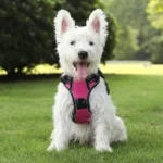 Pettorina per cani personalizzata NO PULL Pettorina per animali traspirante con adorabile pettorina personalizzata per cani di piccola taglia, media e grande - immagine 5