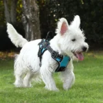 Pettorina per cani personalizzata NO PULL Pettorina per animali traspirante con adorabile pettorina personalizzata per cani di piccola taglia, media e grande - immagine 3