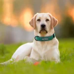 PET ARTIST – Collare in Pelle Personalizzato per Cani con Targhetta Incisa - immagine 5