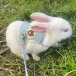 Set di imbracature e guinzagli per conigli più recenti accessori per animali domestici coniglietto imbracature per gilet guinzagli per conigli per animali domestici da passeggio all'aperto - immagine 5