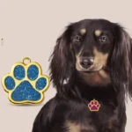 Personalizzato incisione animale domestico ID nome Tag cane anti-perso collare personalizzato guinzaglio accessori Cat ID telefono Tag pendente decorazioni per cuccioli - immagine 6