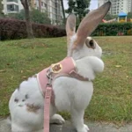 Set di imbracature e guinzagli per conigli più recenti accessori per animali domestici coniglietto imbracature per gilet guinzagli per conigli per animali domestici da passeggio all'aperto - immagine 4
