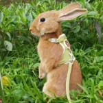 Set di imbracature e guinzagli per conigli più recenti accessori per animali domestici coniglietto imbracature per gilet guinzagli per conigli per animali domestici da passeggio all'aperto