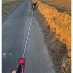 3m 5m 8m 50kg Guinzaglio per cani Collare per roulette retrattile per accessori per cani di piccola taglia Corda per bulldog da escursionismo regolabile durevole - immagine 6