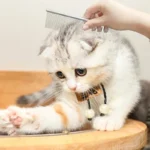 Pettine per la depilazione degli animali domestici pettini per la toelettatura degli animali domestici in acciaio inossidabile - immagine 3