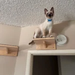 Gradini da parete per gatti in legno con tappetino antigraffio - immagine 5