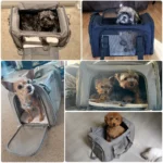 Borsa trasportino laterale morbida per cani e gatti - immagine 6